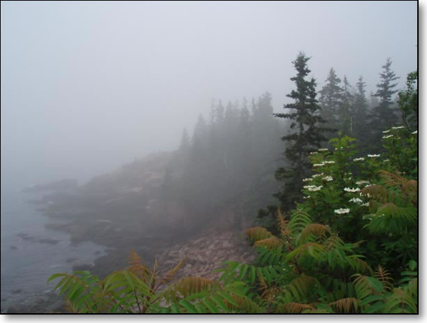 Acadia Shore